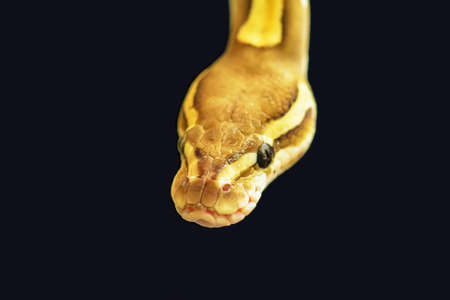 Green burmese python curve on the sand.の写真素材