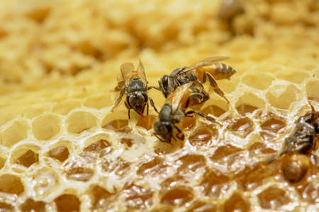 Nest of apis florea consists an embryo, adult and sweet water. Apis florea or dwarf honey bee, is one of two species of small.の写真素材