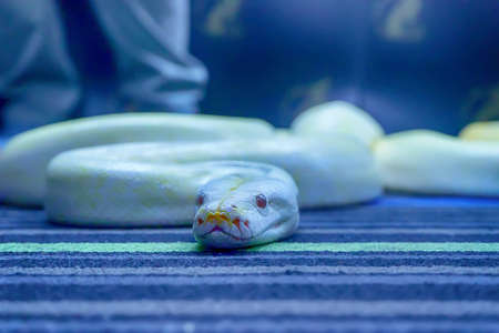 Albino burmese python is curled up. Its pet tame.の写真素材