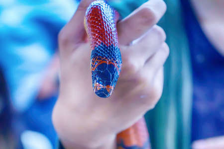 The snake is a popular pet in Thailand.の写真素材
