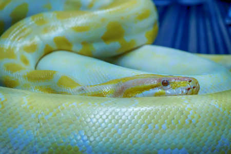 Albino burmese python is curled up. Its pet tame.