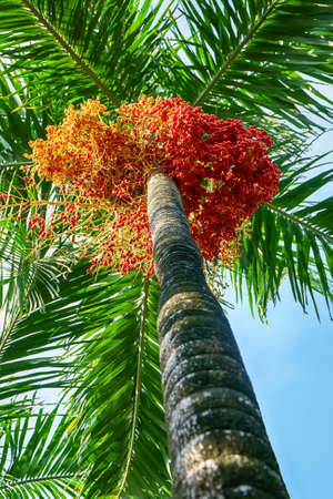 Effects of cyrtostachys renda on a nature background.
