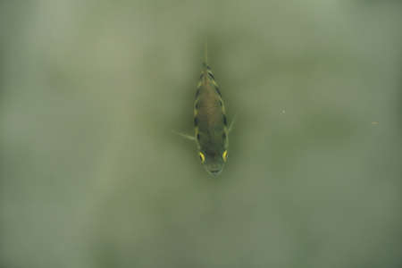 The fish in the pond in the park.