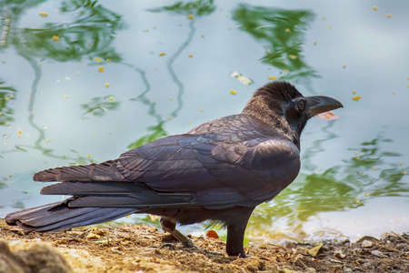 The crow is beside the pond in the park.の写真素材