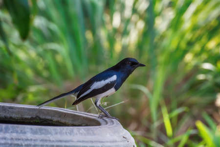 Oriental magpie-robin in a nature background.の写真素材