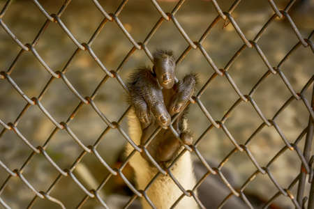 Red-shanked douc langur's hands are holding the cage.