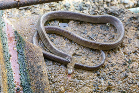 Oriental rat snake into the fence home.