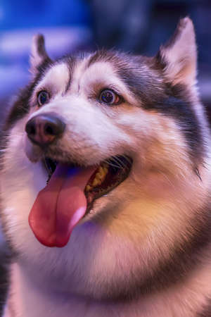 Closeup the dog. It's man's best friend.の写真素材