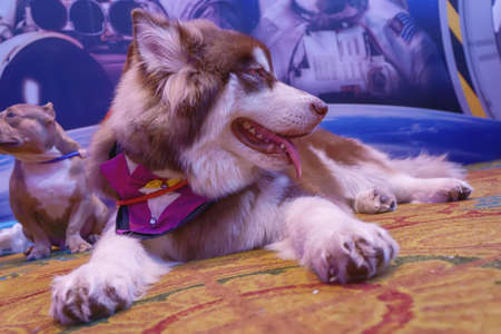 The dog was lying on the carpet.