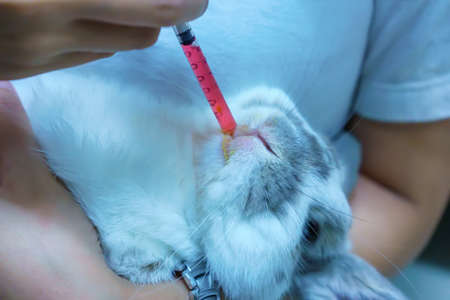 Women medicating a rabbit by syringe.の写真素材