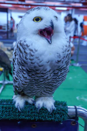 Owl on artificial grass rod. It is a popular pet in Thailand.