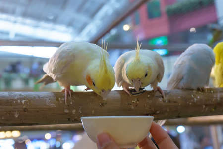 Parrots are posing to take the picture.の写真素材