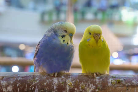 Parrots standing sleep on the timber.の写真素材
