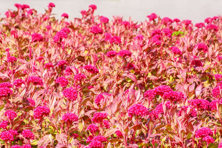 Celosia argentea or The silver cock's comb on a nature background.の写真素材