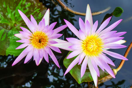 Lotus is many colors and beautiful in ponds, is a symbol of Buddhism.の写真素材