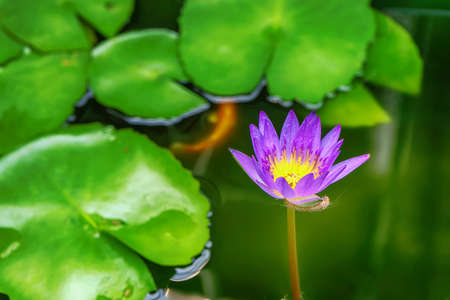 Lotus is many colors and beautiful in ponds, is a symbol of Buddhism.の写真素材