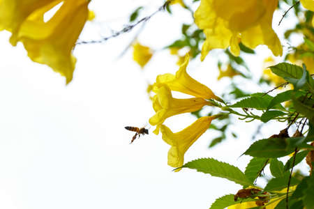 Bee eating pollen from cascabela thevetia on a nature background.の写真素材