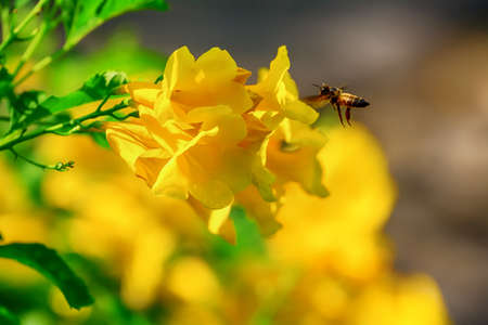 Bee eating pollen from cascabela thevetia on a nature background.の写真素材