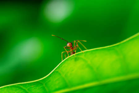Single red ant alone on the mango leaves.