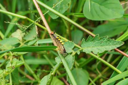 Pupa green on leaves on nature background.