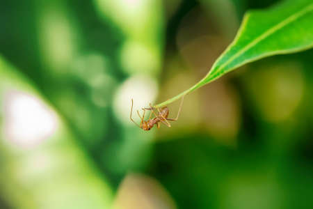 Single red ant alone on the mango leaves.の写真素材