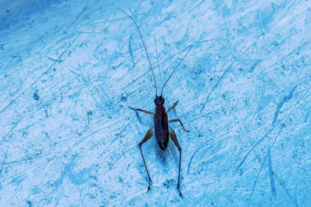 The insect on the metal ground on a nature background.の写真素材
