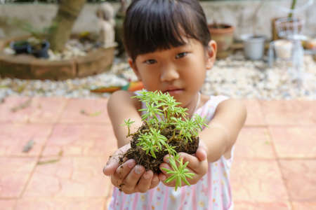 The tree for prepared planting in hands the girl.の写真素材