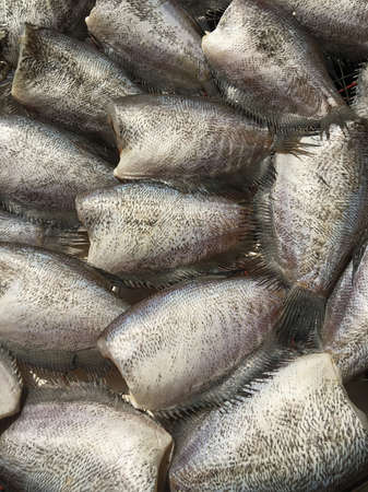The trichogaster pectoralis fish drying in the sun for sale.の写真素材
