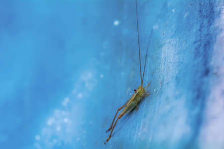 The grasshopper on the metal ground on a nature background.の写真素材