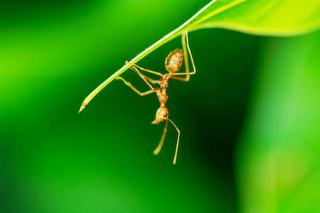 Single red ant alone on the mango leaves.