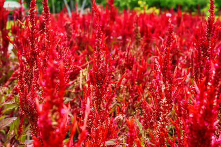 Celosia argentea or The silver cock's comb on a nature background.