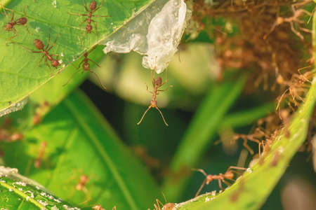 The red ants walking in and out of the nest on the mango leaves.