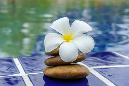 Plumeria flowers on a tile floor lay beside the pool.の写真素材