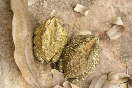 The toad are posing on the ground of cement.
