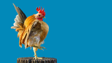 The serama or the malaysian serama are poses on the timber on a blue background.の写真素材