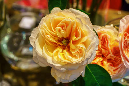 Rose in many colors and beautiful in garden.