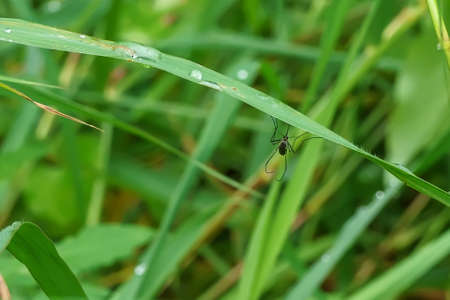 The mosquito on the grass on a nature background.