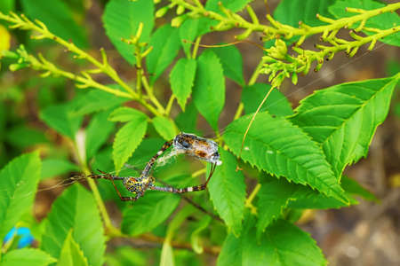 The spider will eat bee at a spider web.の写真素材