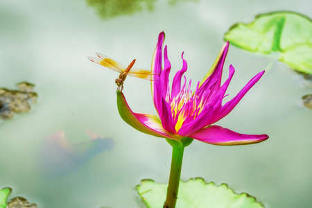 The dragonfly island on lotus on a nature background.の写真素材
