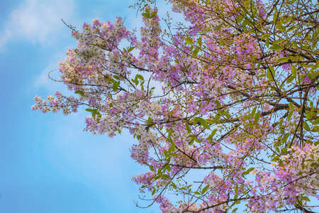 Tabebuia rosea on a nature background.の写真素材