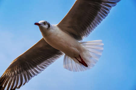 The seagulls flying. Seagulls migrated to Thailand in the winter.