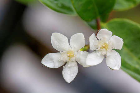Wrightia antidysenterica on a nature background.の写真素材