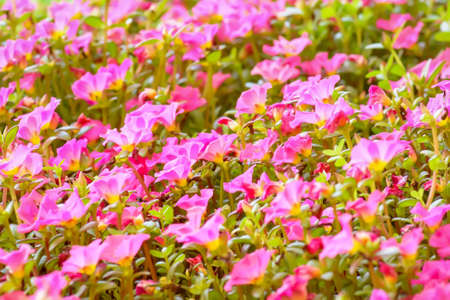 Zinnia elegans on a nature background.の写真素材