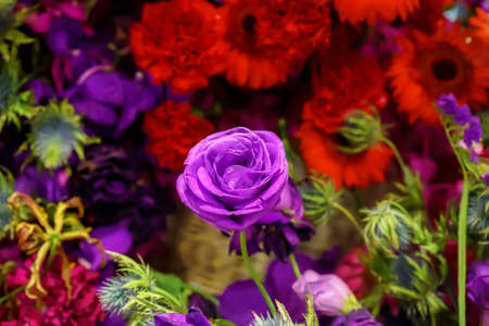 The rose is the flower represents love. Its on a flower background.の写真素材