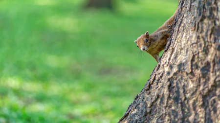 The little squirrel is perched on the tree in the big forest.