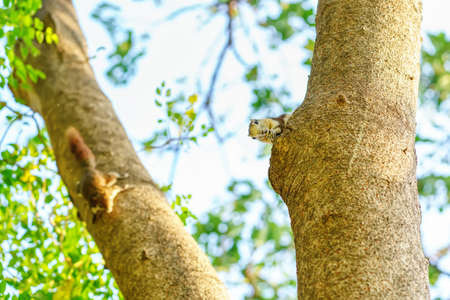 The squirrel eat nut on the tree in the park.の写真素材