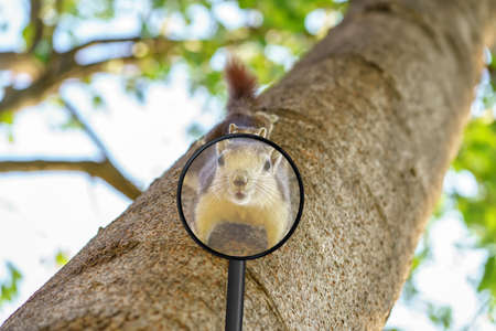 Look the squirrel is perched on the tree through a magnifying glass.の写真素材