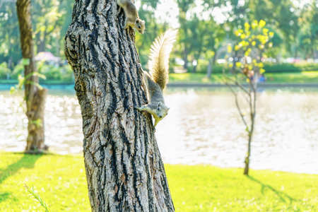 The little squirrel is perched on the tree in the park.の写真素材