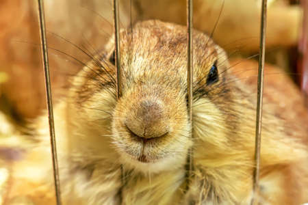 The prairie dog in a cage. It's small mammals, are in the same family as squirrels.の写真素材
