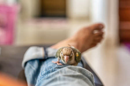 Green-cheeked parakeet or green-cheeked conure on the men's legs.の写真素材